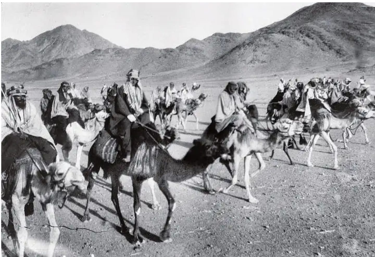 The Cavalry of the Arab Revolt