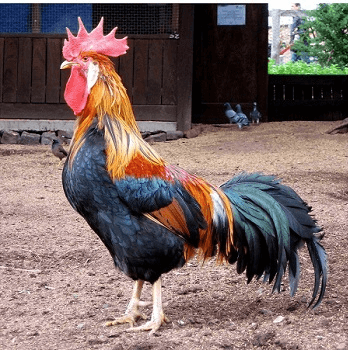 A picture of a Kick-Ass Rooster was supposed to be here.